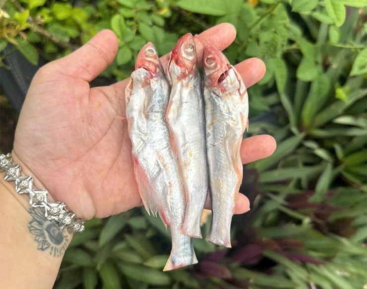 Trước đây, không ai biết tới loài cá này, nay chúng trở thành đặc sản được bán trên chợ mạng với giá khoảng 200.000 đồng/kg.&nbsp;