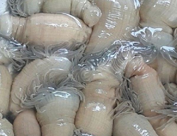 'Lộc trời' từng bị lãng quên, nay thành đặc sản được ví như 'thần dược biển' nhiều người săn lùng, giá 200.000 đồng/kg