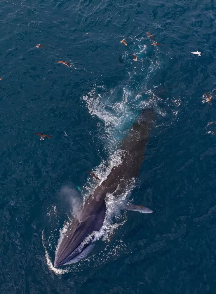 Theo anh Dũng, chỉ sau vài phút sau, anh thấy từ phía mặt biển xa, một con cá voi khổng lồ dài hơn 10 m bất ngờ trồi lên, há to miệng hút trọn đàn cá nhỏ rồi nhẹ nhàng lặn xuống, để lại sau lưng những vệt sóng lớn tung bọt trắng xóa. Ảnh: Nguyễn Dũng