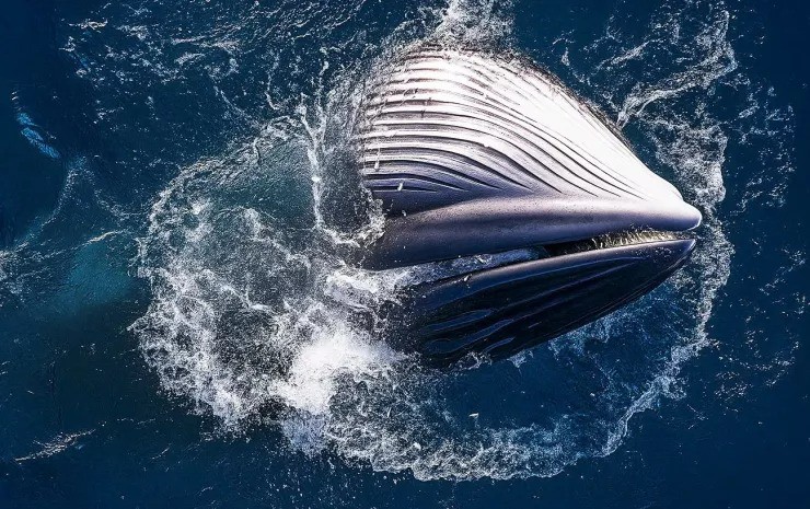 Cận cảnh những pha săn mồi ngoạn mục của cá voi khổng lồ ở biển Gia Lai - 5