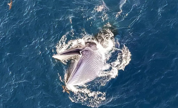 Cận cảnh những pha săn mồi ngoạn mục của cá voi khổng lồ ở biển Gia Lai - 6