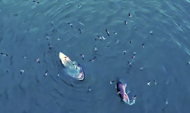 Hình ảnh cặp mẹ con cá voi đang săn mồi tại vùng biển Vũng Bồi thuộc xã An Lương, tỉnh Gia Lai (xã Mỹ Thành, huyện Phù Mỹ, tỉnh Bình Định cũ), hôm 30/6 được người dân quay lại được. Ảnh: Dũng Nhân