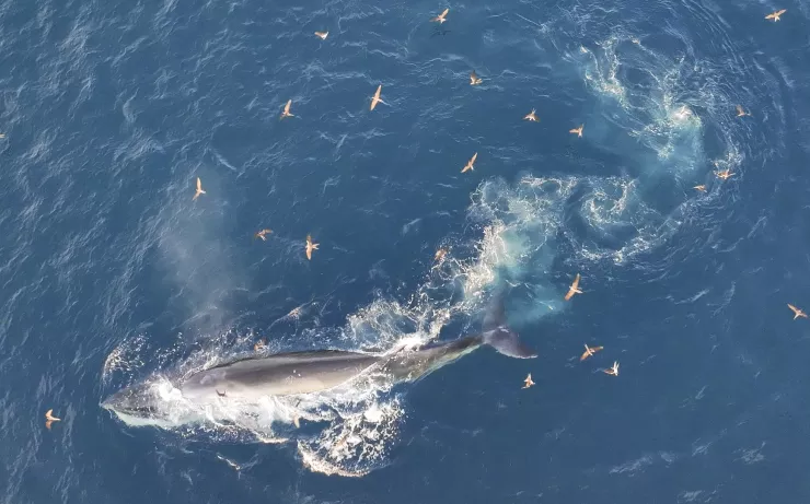 Hôm qua (4/7), một con cá voi có kích thước lớn bất ngờ xuất hiện tại vùng biển Nhơn Lý (phường Quy Nhơn Đông, tỉnh Gia Lai), khiến nhiều người dân và du khách ngạc nhiên khi chứng kiến cảnh săn mồi ngoạn mục của loài động vật biển quý hiếm này. Ảnh: Nguyễn Dũng