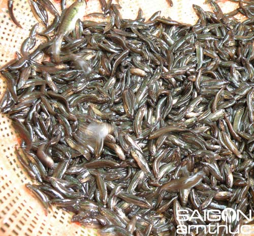 Lưu luyến hương vị lia thia 2