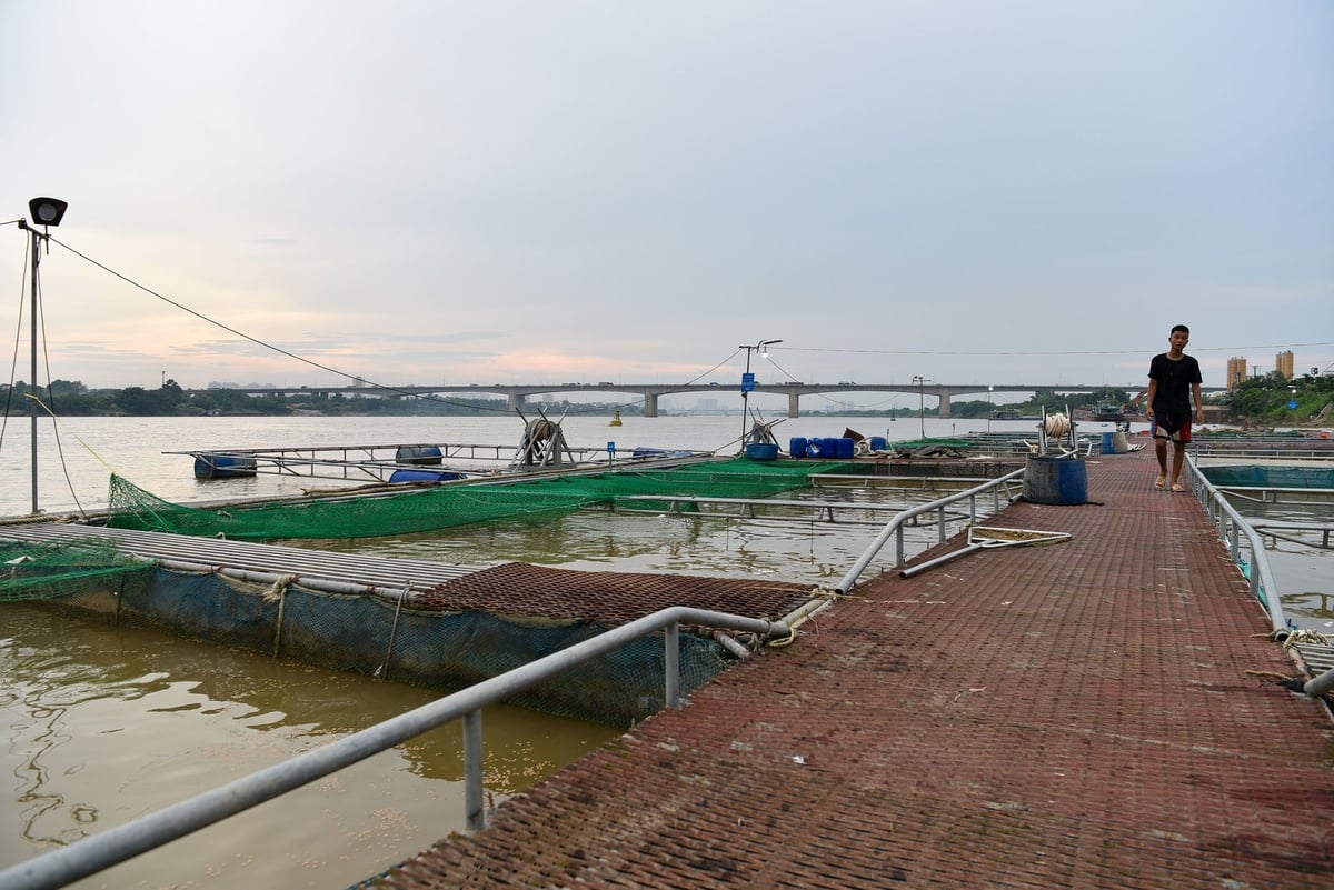 Khu lồng bè nuôi cá trên sông Hồng của anh Nguyễn Văn Tình. Ảnh: Dương Đình Tường.