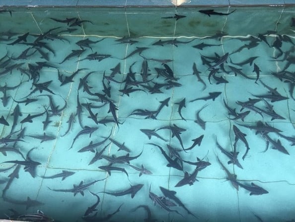 Giống cá tầm hiện chủ yếu nhập từ Trung Quốc. Ảnh: Nhân vật cung cấp.