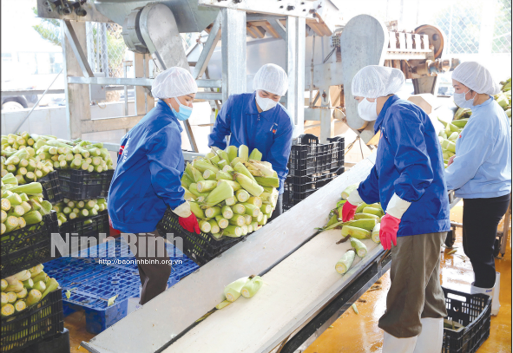 Dây chuyền chế biến sản phẩm ngô ngọt của Công ty Cổ phần Thực phẩm xuất khẩu Đồng Giao. Ảnh: Anh Tuấn
