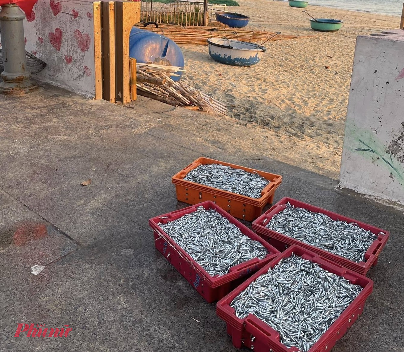 Quy Nhơn với những làng chài bình yên sóng vỗ Cá về làng chài