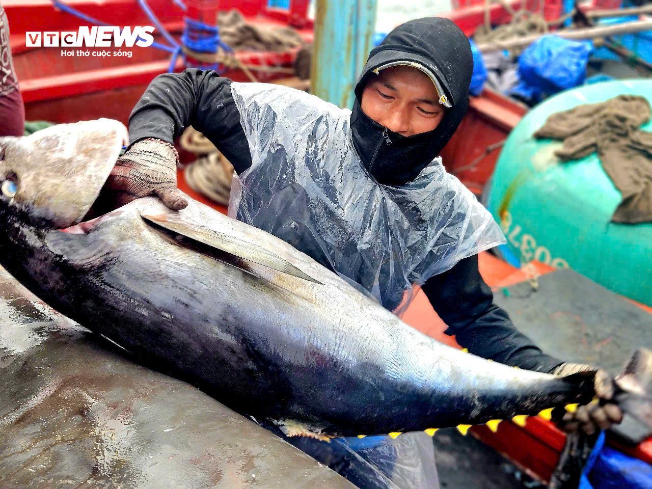 Về biển Đắk Lắk xem ngư dân câu được cá ngừ đại dương 60kg - 4