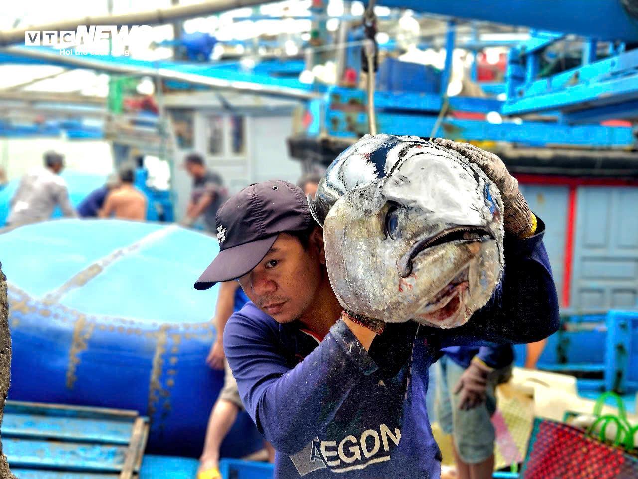 Về biển Đắk Lắk xem ngư dân câu được cá ngừ đại dương 60kg - 5