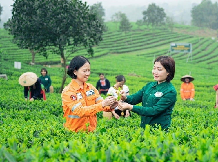 Hợp tác xã chè Nhật Thức (Thái Nguyên) sản xuất chè hữu cơ, đạt tiêu chuẩn xuất khẩu ra nước ngoài. Ảnh: Làng nghề Việt.