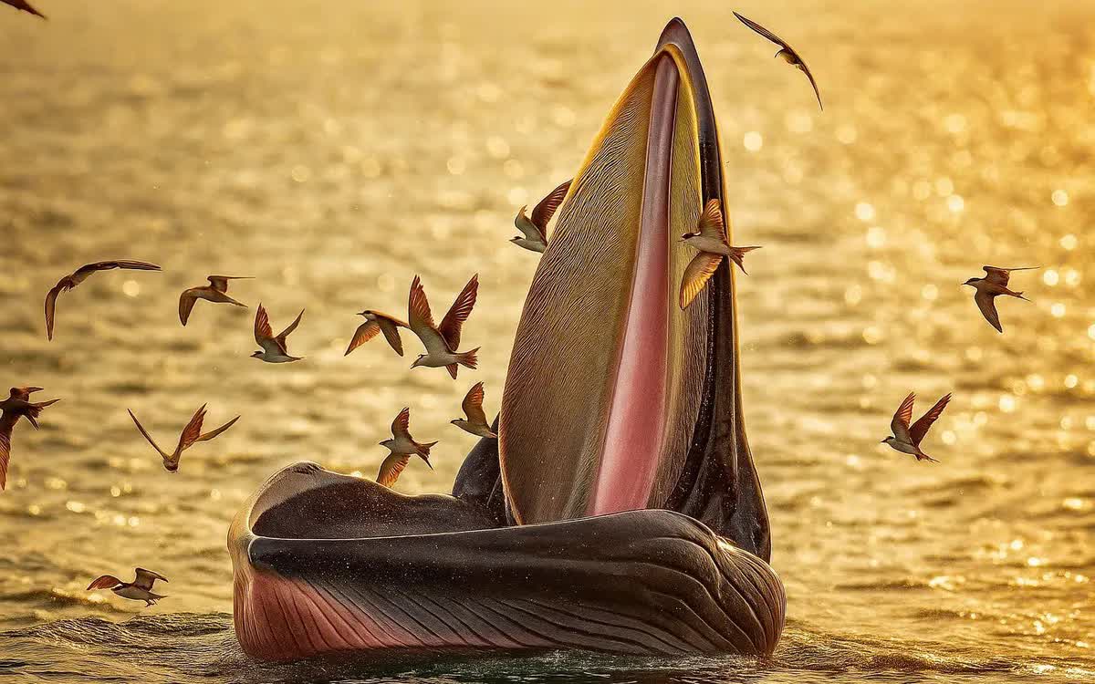 Cá Ông trở lại.