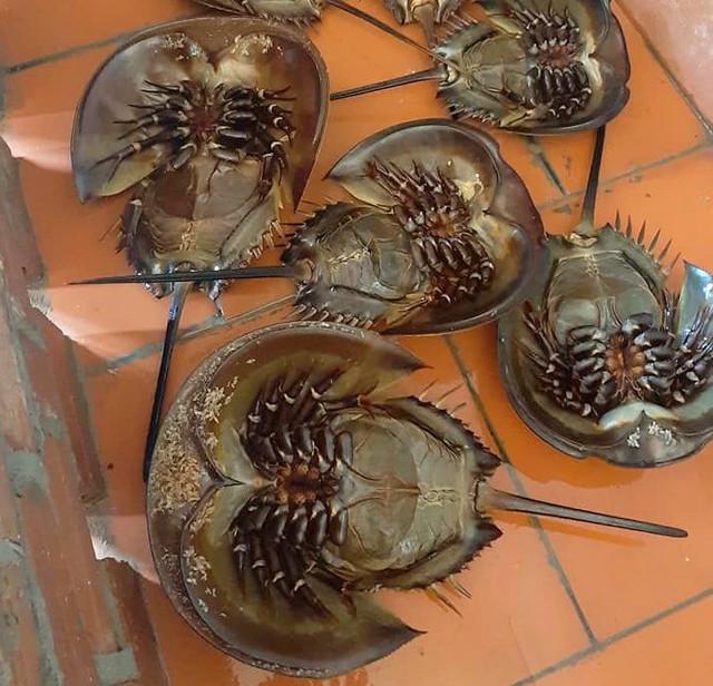 Đặc sản đắt hơn tôm, ghẹ, thuộc dạng quý hiếm ở Quảng Ninh: Bộ phận nào cũng nấu được, vị “kén người ăn” - Ảnh 1.