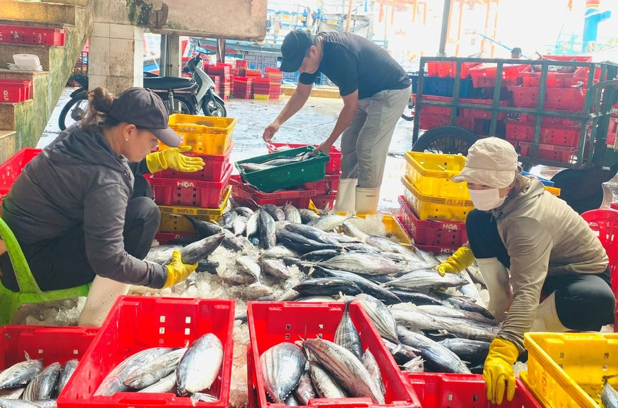 Tùy vào chất lượng thực tế khi vào bờ, hải sản được thu mua với nhiều giá khác nhau, có khi chênh lệch đến 10 giá. Ảnh: N.N 81.jpg