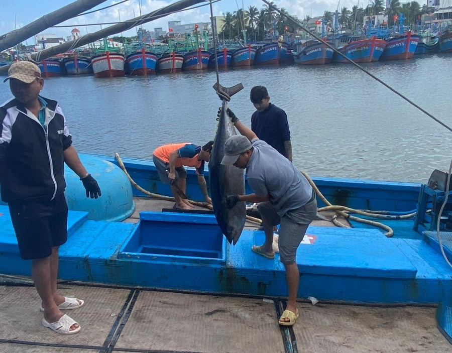 Việc sử dụng máy móc, thiết bị trên tàu giúp giảm sức lao động, tăng hiệu quả đánh bắt và nâng cao chất lượng hải sản. Ảnh: N.N 83.jpg