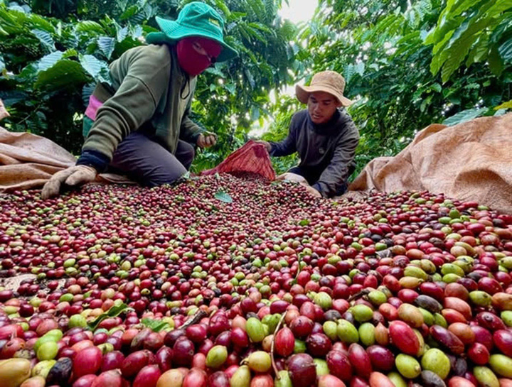 Mở cửa đưa hàng Việt Nam vào thị trường Halal 5.000 tỷ USD- Ảnh 1. Mở cửa đưa hàng Việt Nam vào thị trường Halal 5.000 tỷ USD- Ảnh 1.