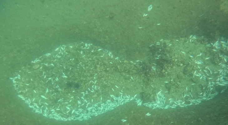 cá chết - Ảnh 2.