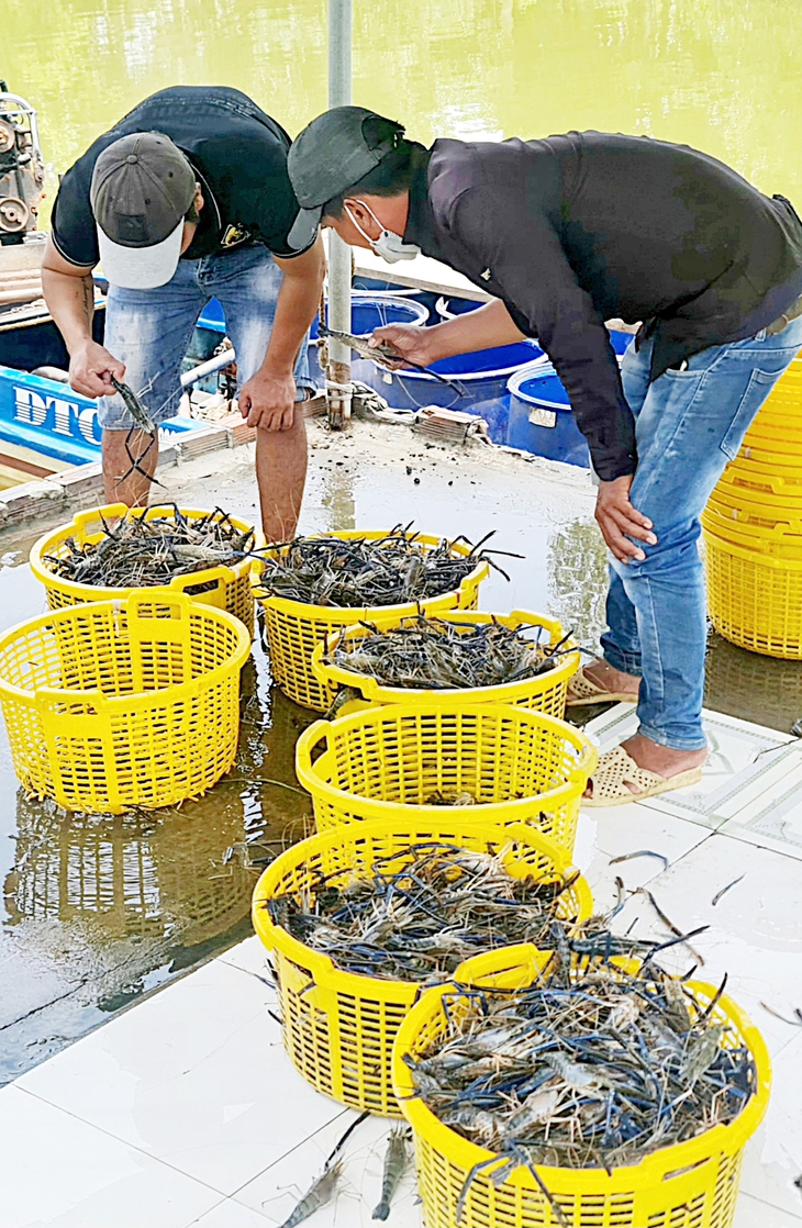 Miệt Thứ có còn xa lắc xa lơ - Kỳ cuối: Mâm cua lột, tôm càng đổi đời Miệt Thứ - Ảnh 2. Miệt Thứ - Ảnh 3.