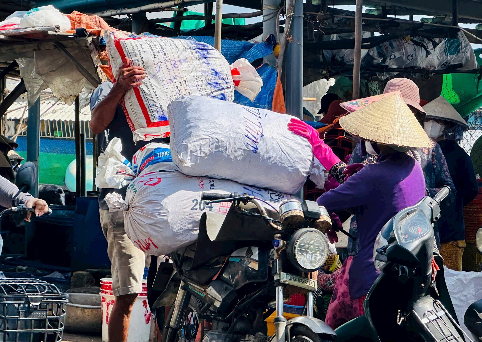 Sò được chở đi đến các chủ vựa trong vùng