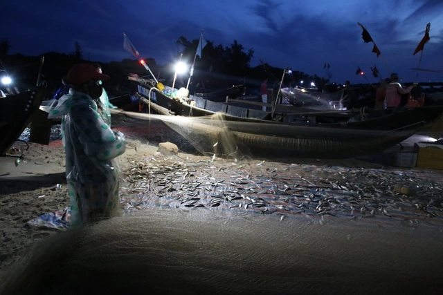Ngư dân Vịnh Mốc trúng đậm cá trích- Ảnh 2.