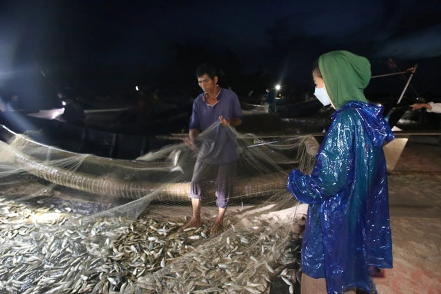 Ngư dân Vịnh Mốc trúng đậm cá trích- Ảnh 3.