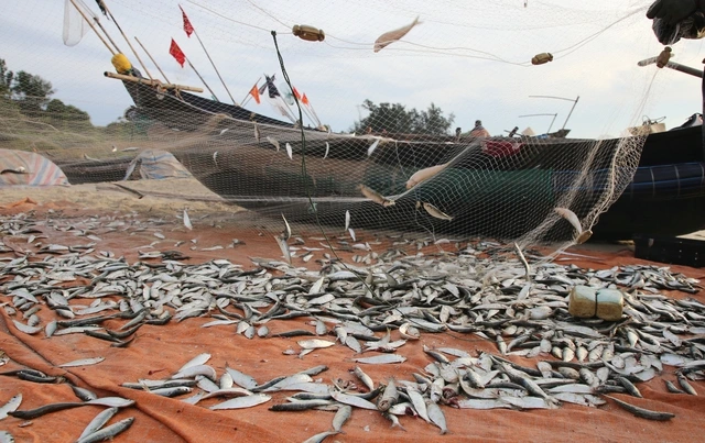Ngư dân Vịnh Mốc trúng đậm cá trích- Ảnh 4.