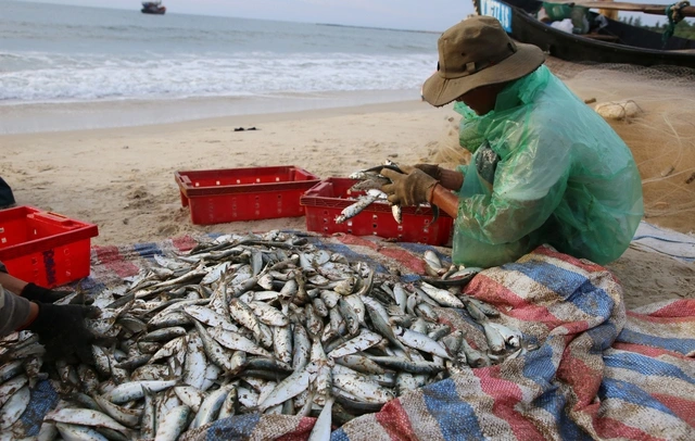 Ngư dân Vịnh Mốc trúng đậm cá trích- Ảnh 5.