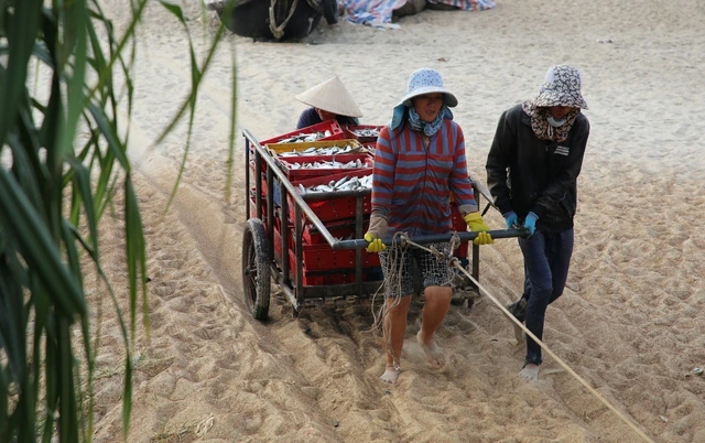 Ngư dân Vịnh Mốc trúng đậm cá trích- Ảnh 6.