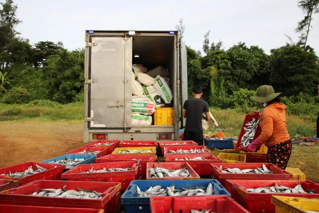 Ngư dân Vịnh Mốc trúng đậm cá trích- Ảnh 7.