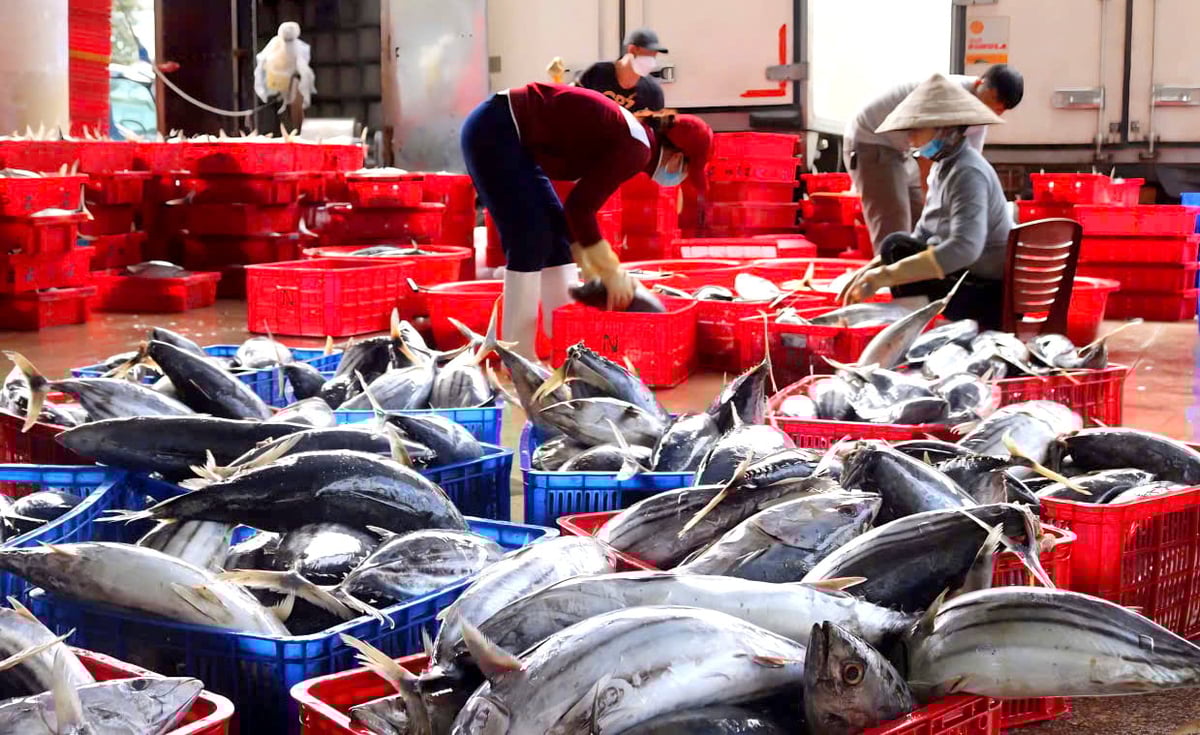 Hiệp hội Cá ngừ Việt Nam kiến nghị sửa đổi khẩn cấp Nghị định 37/2024/NĐ-CP. Ảnh: Kim Sơ.