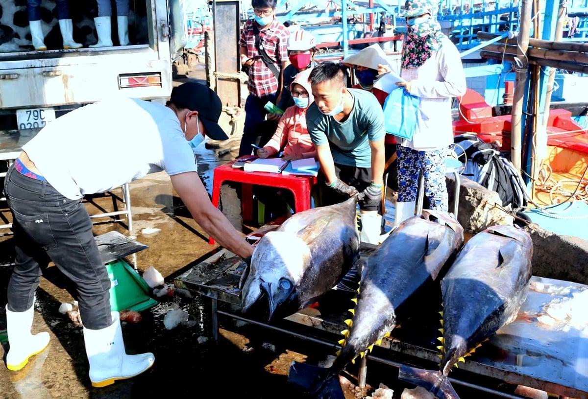 Cá ngừ đại dương được doanh nghiệp thu mua kiểm tra chất lương trước khi đưa về nhà máy chế biến. Ảnh: Kim Sơ.