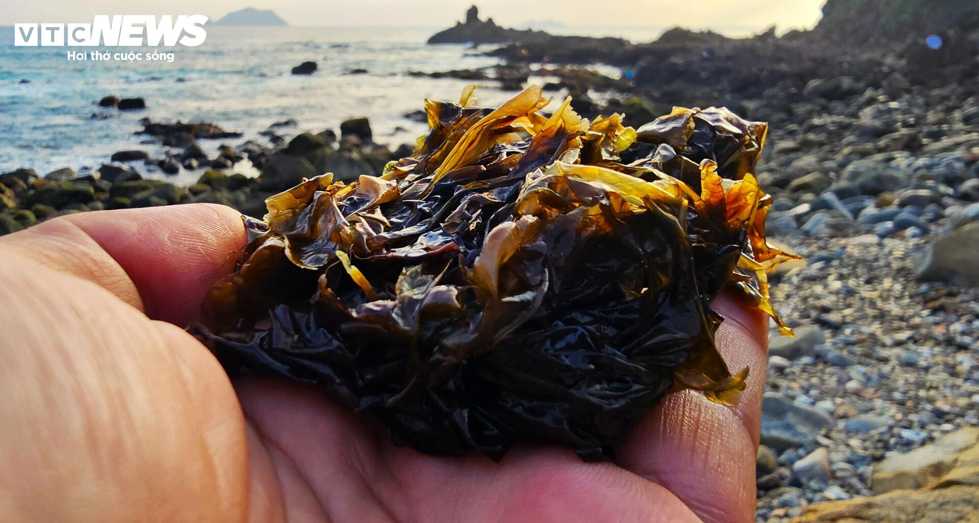 Chênh vênh đu gành, bám đá cạo rong mứt ở biển Gia Lai - 13