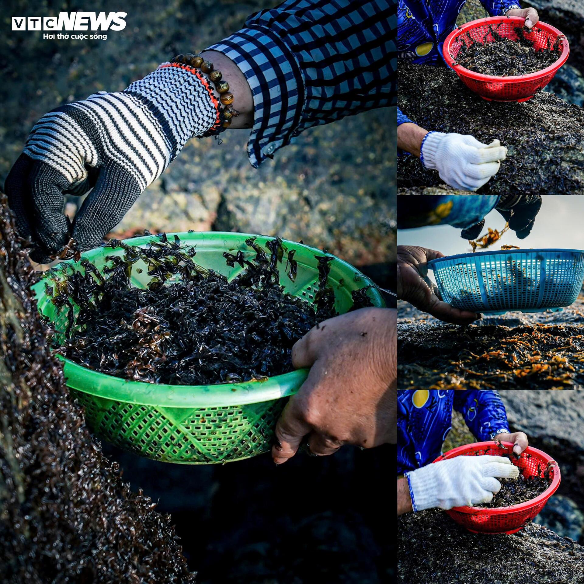 Chênh vênh đu gành, bám đá cạo rong mứt ở biển Gia Lai - 9
