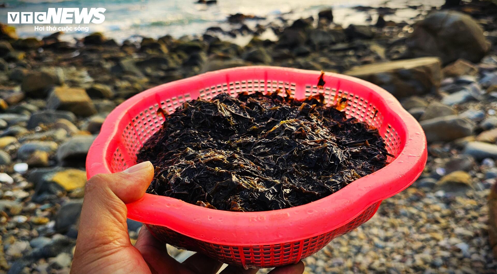 Chênh vênh đu gành, bám đá cạo rong mứt ở biển Gia Lai - 10