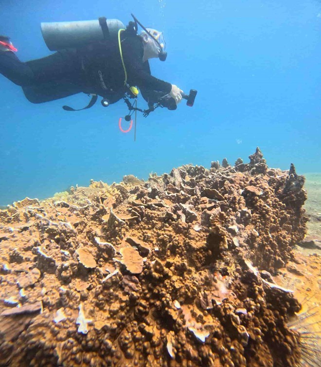 "Cá chết hàng loạt ở Hòn Bạc" do lọt lưới trong quá trình đánh bắt
