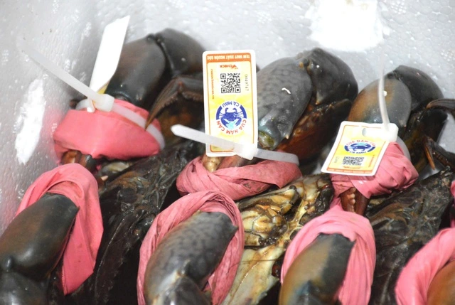 Cà Mau siết chặt truy xuất nguồn gốc, nâng chuẩn thủy sản xuất khẩu - Ảnh 2.