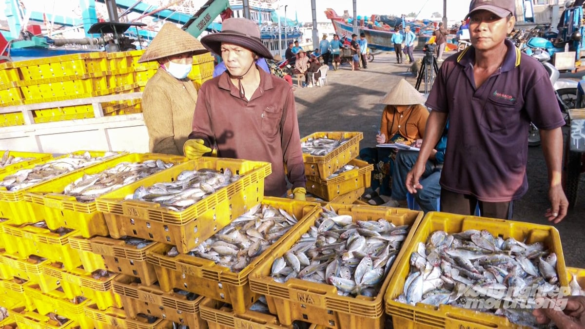Ngư dân bốc dỡ hải sản sau chuyến biển, cung ứng nguồn nguyên liệu tươi sống cho thị trường. Ảnh: Văn Vũ. Ngư dân bốc dỡ hải sản sau chuyến biển, cung ứng nguồn nguyên liệu tươi sống cho thị trường. Ảnh: Văn Vũ.