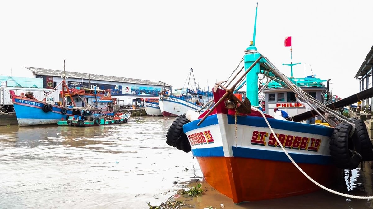 Nhiều tàu cá cập cảng Trần Đề, chấp hành quy định đăng ký, đăng kiểm và giám sát hành trình. Ảnh: Văn Vũ. Nhiều tàu cá cập cảng Trần Đề, chấp hành quy định đăng ký, đăng kiểm và giám sát hành trình. Ảnh: Văn Vũ.