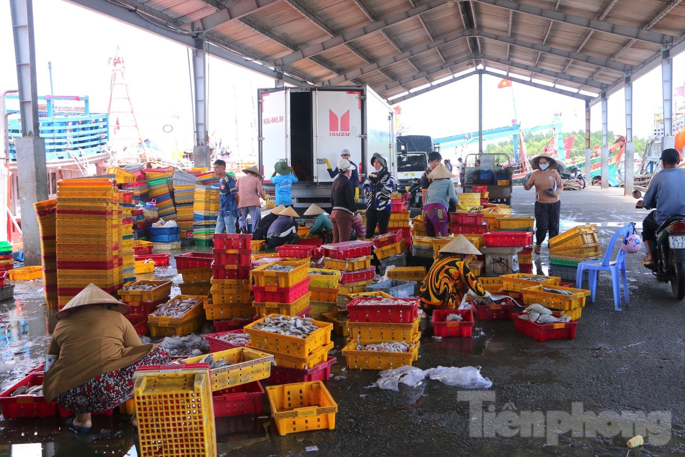 Phân loại hải sản tại Cảng cá Trần Đề. img-7209-2817.jpg