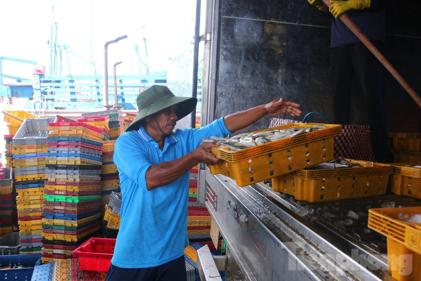 Vận chuyển cá lên xe đông lạnh mang đi tiêu thụ. Ảnh: Nhật Huy. img-7254-5424.jpg