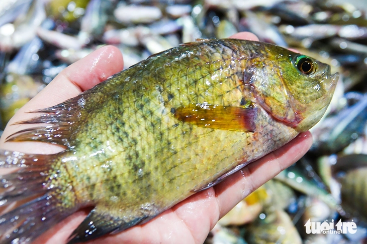 cá đồng - Ảnh 6.