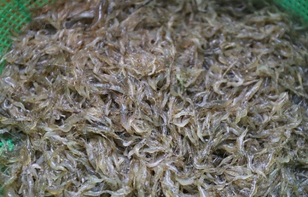 Đặc sản dân dã 'nhỏ nhưng có võ' xưa có đầy đồng ruộng nay được dân thành phố ưa chuộng: Giàu canxi, bán đầy chợ Việt giá cực rẻ