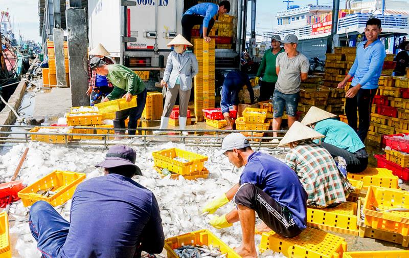 Hoạt động lên xuống hàng hóa thủy sản được giám sát chặt chẽ tại Cảng cá Trần Đề. Ảnh: Phương Anh
