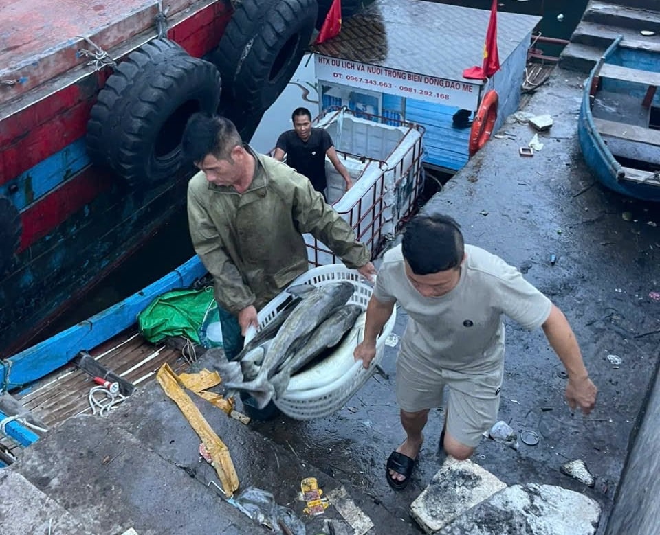 Ngư dân có thể thu tiền tỷ mỗi năm nhờ nuôi biển. Ảnh: Quốc Toản. Ngư dân có thể thu tiền tỷ mỗi năm nhờ nuôi biển. Ảnh: Quốc Toản.