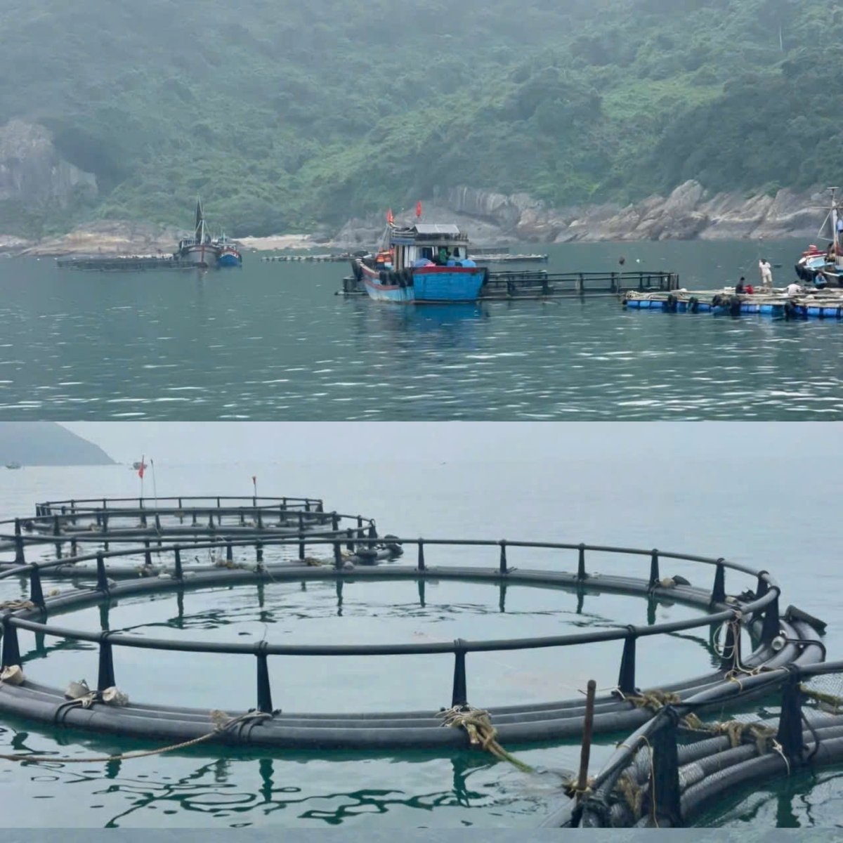 Nuôi biển là giải pháp phát triển bền vững ngành thủy sản. Ảnh: Quốc Toản. Nuôi biển là giải pháp phát triển bền vững ngành thủy sản. Ảnh: Quốc Toản.