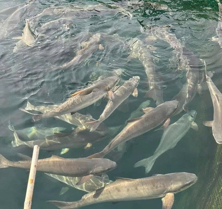 Cá được nuôi trong lồng bè tại vùng biển Hòn Mê. Ảnh: Quốc Toản. Cá được nuôi trong lồng bè tại vùng biển Hòn Mê. Ảnh: Quốc Toản.