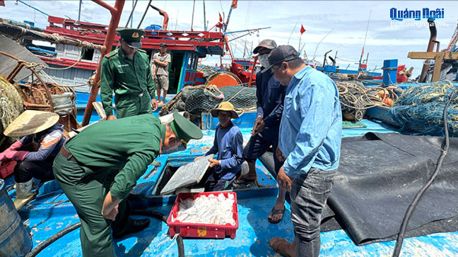 Cán bộ Trạm Kiểm soát Biên phòng Sa Kỳ phối hợp với Ban Quản lý cảng cá Tịnh Kỳ, xã Tịnh Khê kiểm tra hải sản khai thác trước khi bốc dỡ qua cảng.