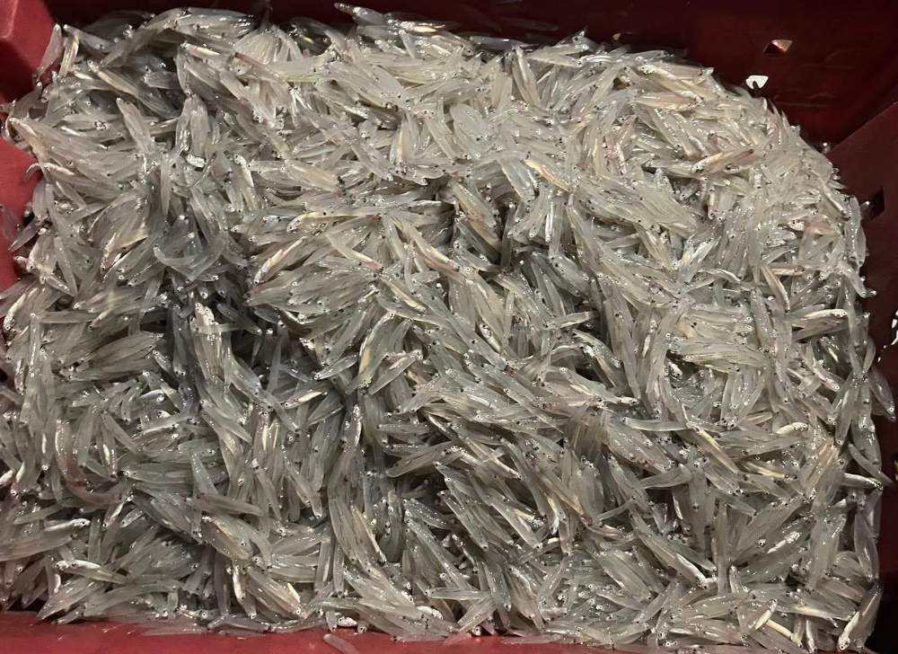 Hải sản tươi được bày bán trực tiếp tại bờ biển.