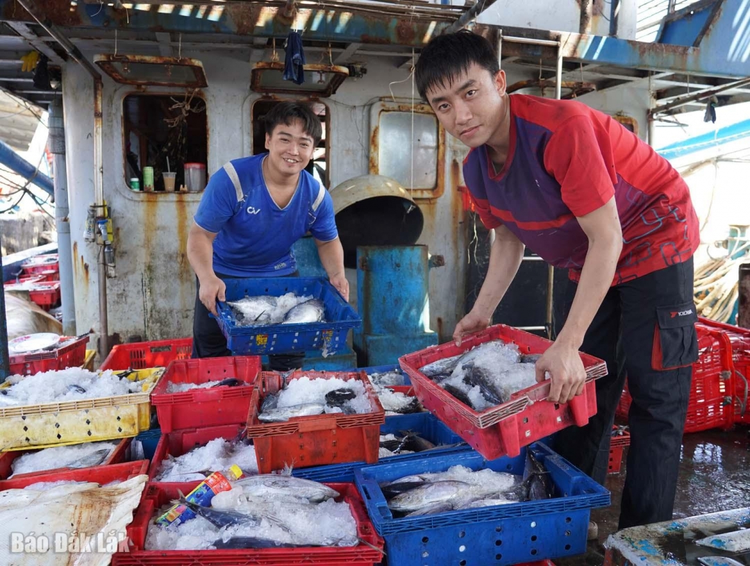 Ngư dân bốc dỡ cá từ dưới boong tàu lên.