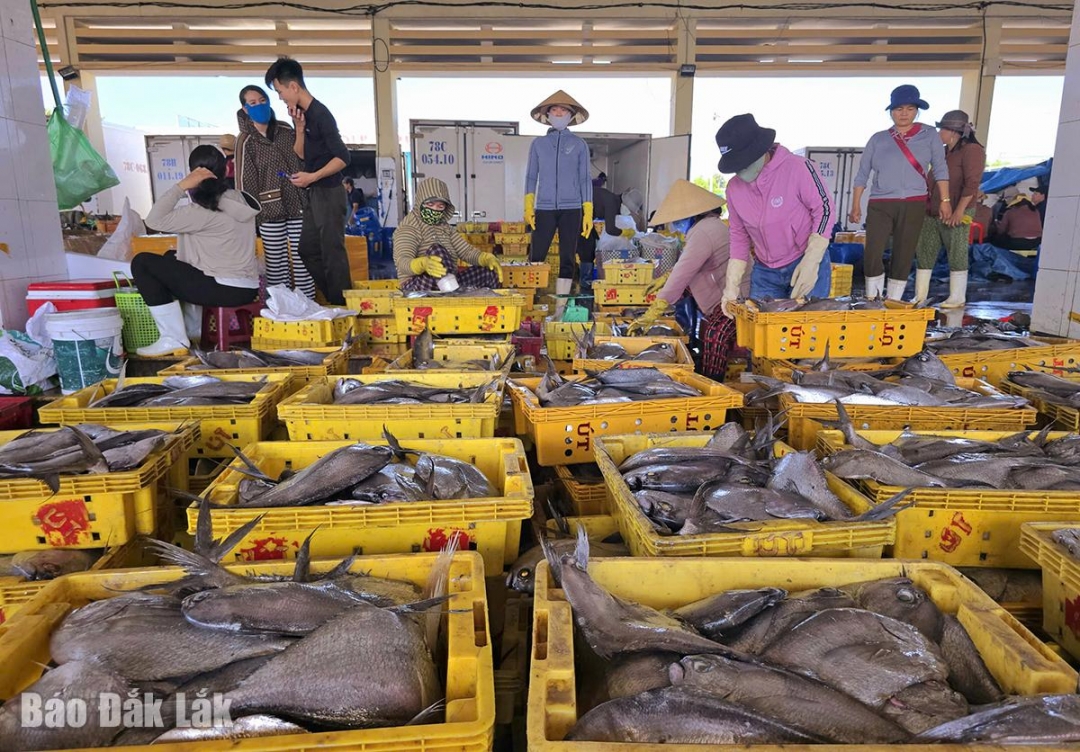 Thương lái thu mua hải sản để bán cho các công ty chế biến.